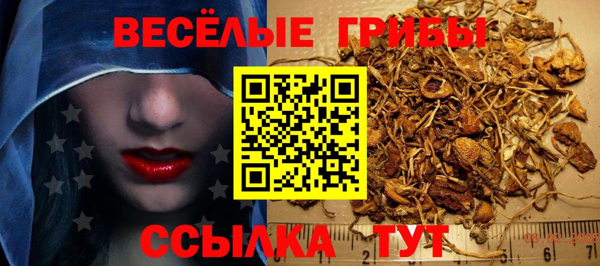 Псилоцибиновые грибы Psilocybe  как найти наркотики  Рубцовск  Вход с VPN 